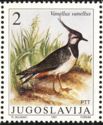 Northern Lapwing (Vanellus vanellus)